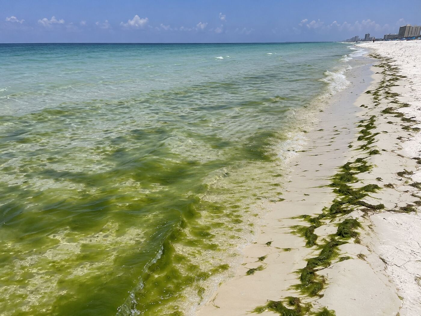 June grass (Cladophora algae) visible along the PCB shoreline